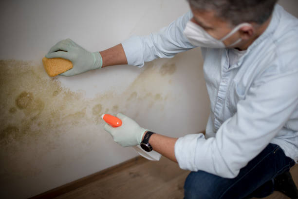 Best Mold Damage Repair  in Galatia, IL