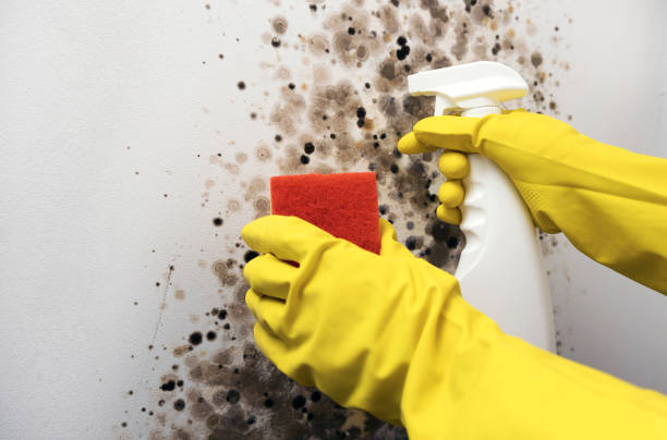 Best Residential Mold Removal  in Galatia, IL