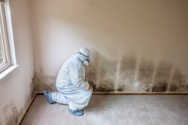 Best Office Mold Removal Services  in Galatia, IL